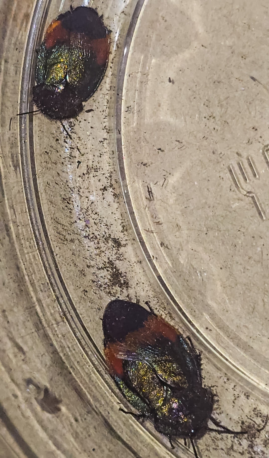 Two Giant Flower Cockroaches on the ridged floor of a clear plastic tub, dark bodies with gold and orange sheen.