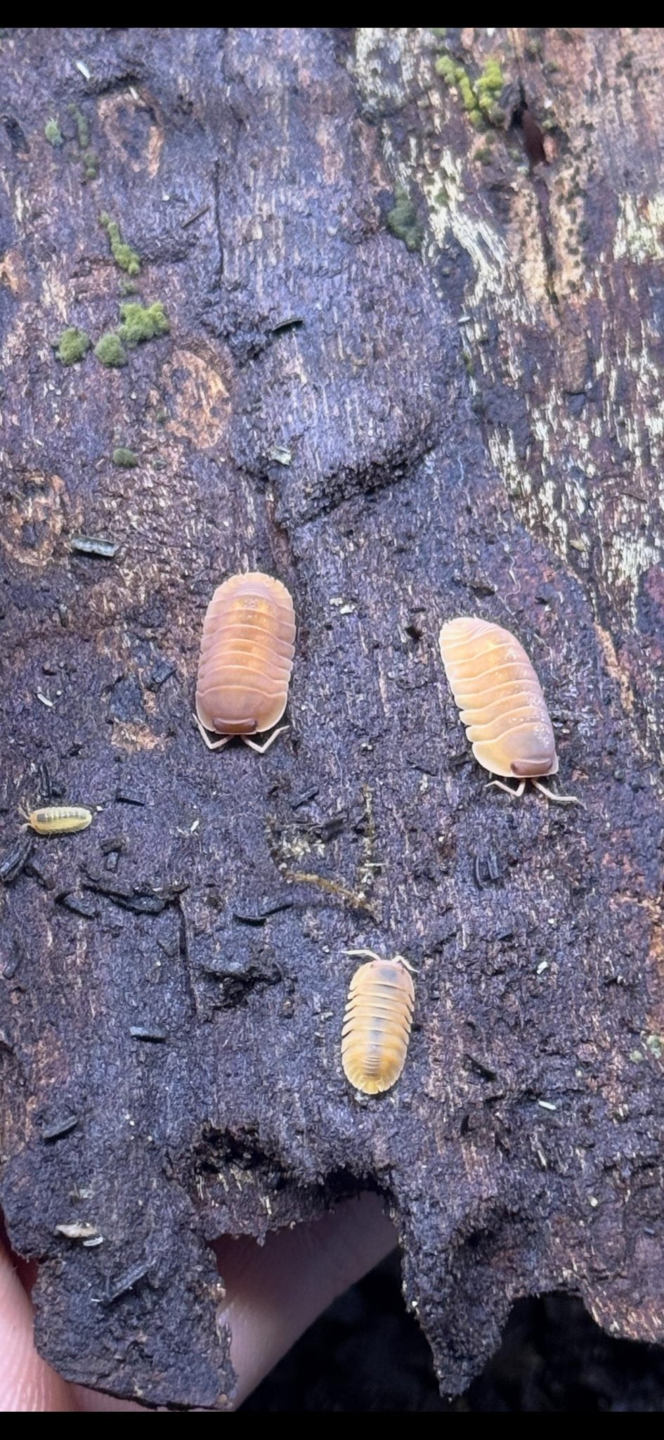 Giant Mandarin Isopods (Cubaris)