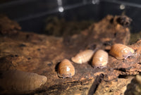 Giant Mandarin Isopods (Cubaris) - Isopods For Sale UK | PostPods