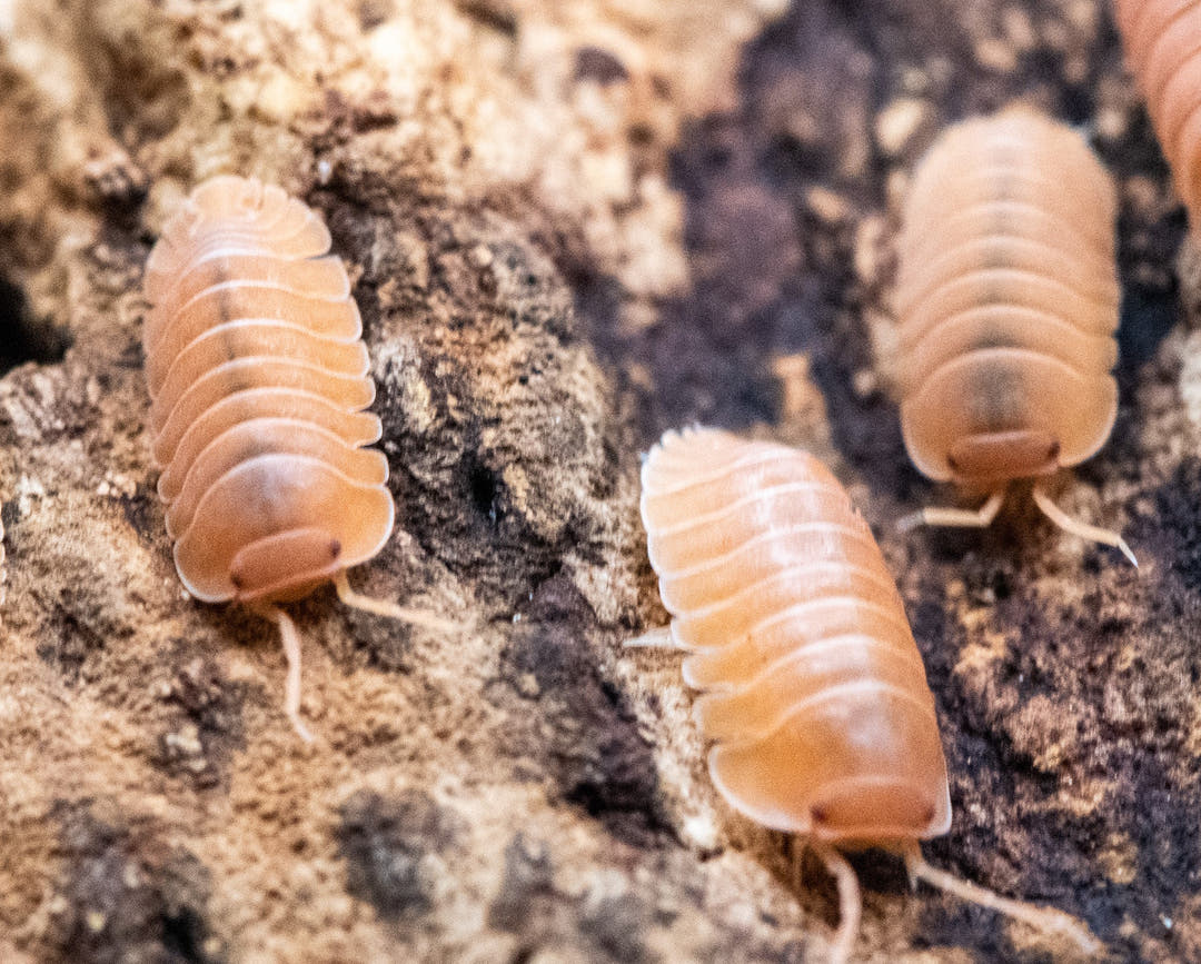 Three Giant Mandarin isopods of different sizes on limestone