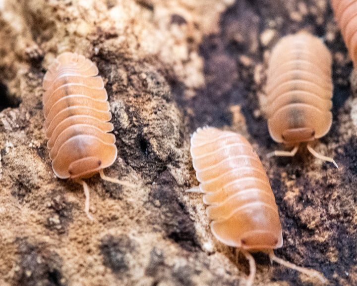 Giant Mandarin Isopods (Cubaris)