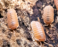 Giant Mandarin Isopods (Cubaris)