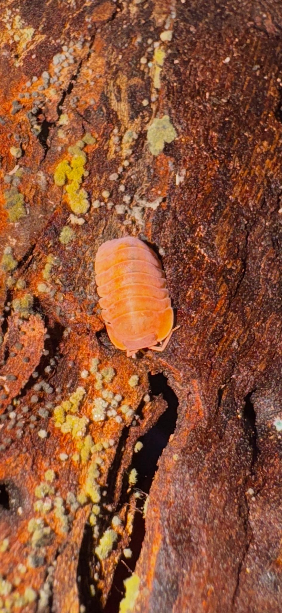 Giant Mandarin Isopods (Cubaris)