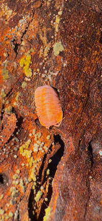 Giant Mandarin Isopods (Cubaris)
