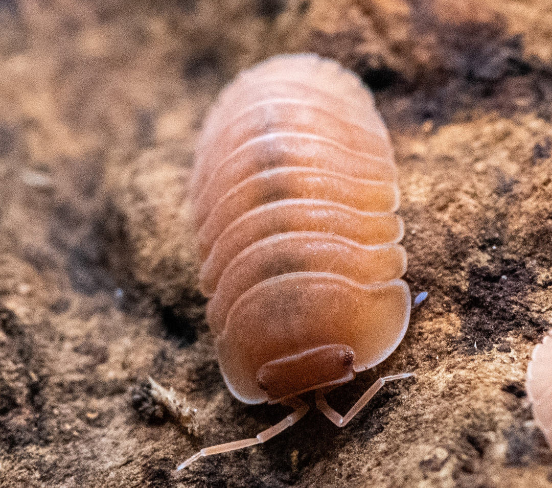 Giant Mandarin isopod facing the camera on limestone, antennae forward