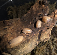 Giant Mandarin Isopods (Cubaris) - Isopods For Sale UK | PostPods