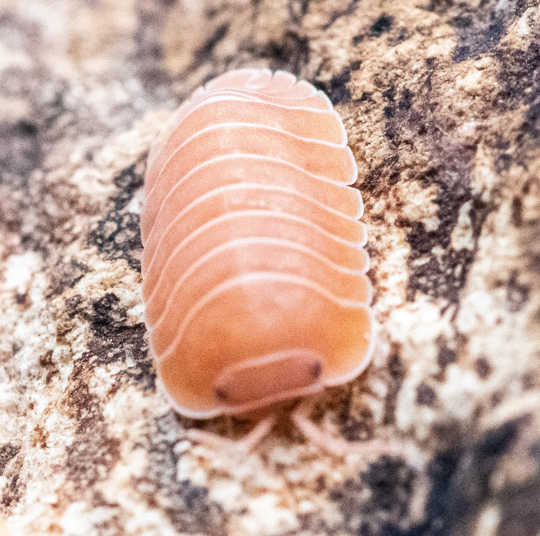 Giant Mandarin isopod from above on pale limestone, smooth apricot-orange plates