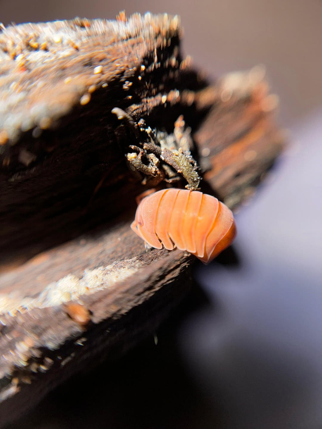 Giant Mandarin isopod on the edge of a piece of dark bark