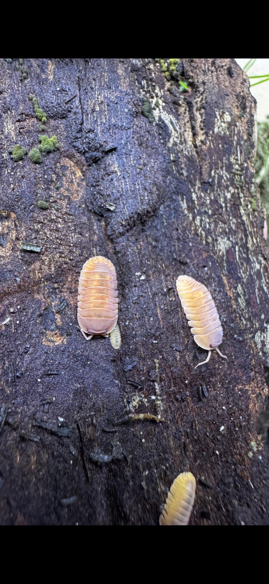 Giant Mandarin Isopods (Cubaris)