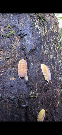 Giant Mandarin Isopods (Cubaris)