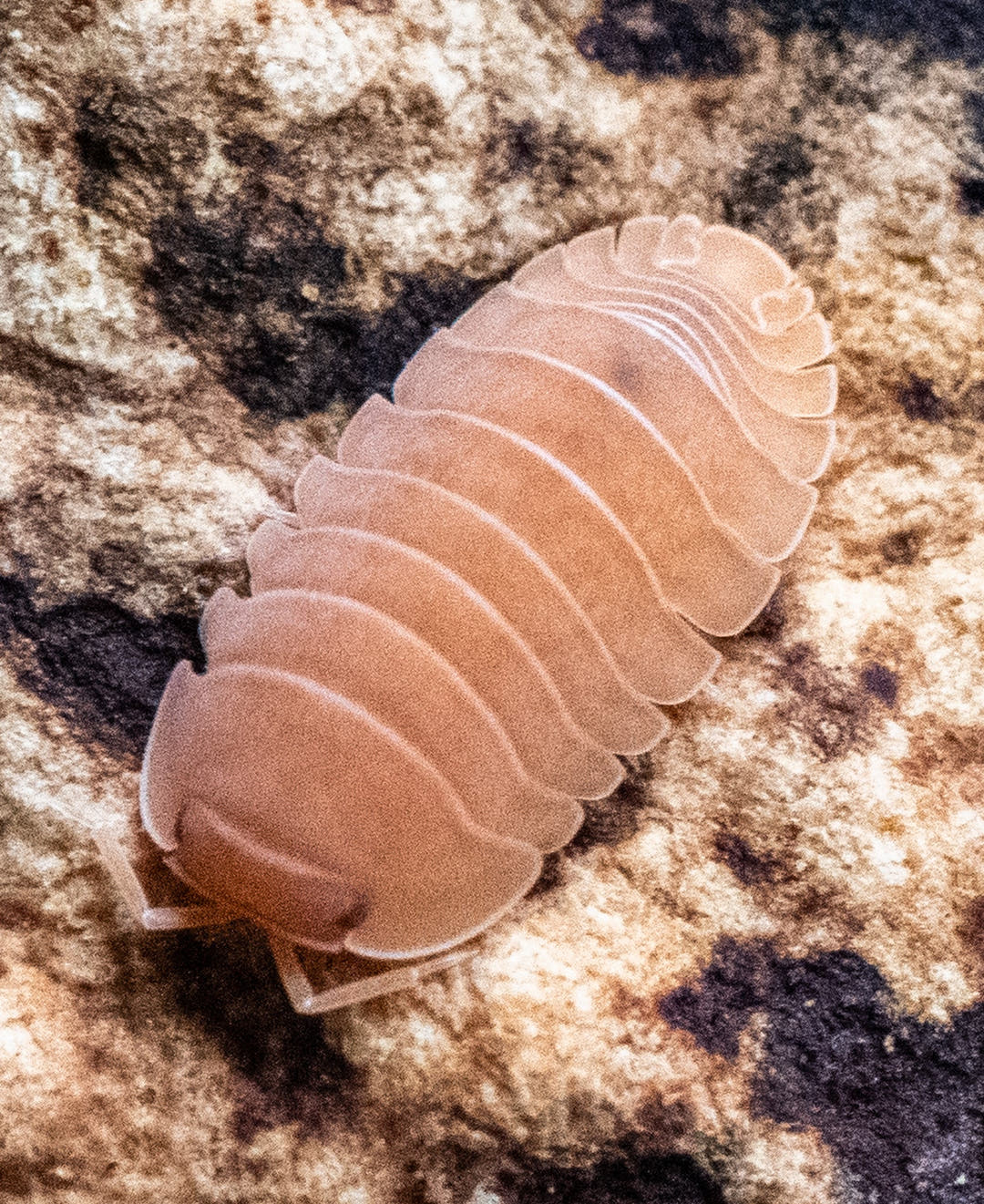 Giant Mandarin isopod from above, a paler orange adult on limestone