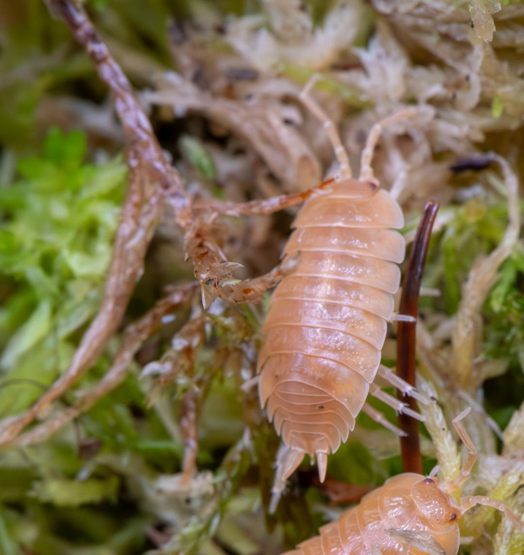 Giant Orange isopod, a large prolific Porcellio laevis in single uniform orange