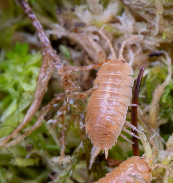 Giant Orange Isopods (Porcellio Laevis)
