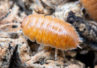 Giant Orange Isopods (Porcellio Laevis)