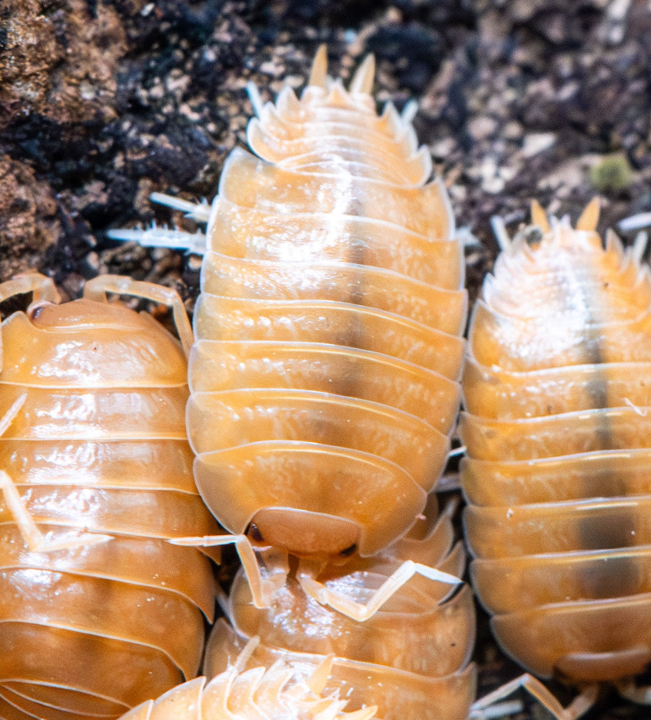 Giant Orange Isopods (Porcellio Laevis)