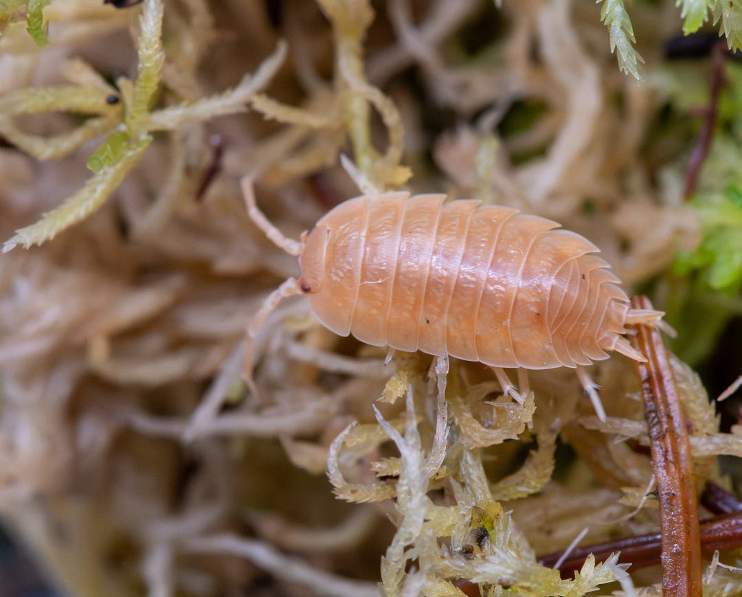 Giant Orange isopods, Porcellio laevis, the orange colour morph of the species