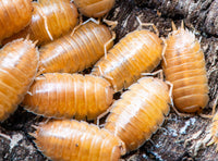 Giant Orange Isopods (Porcellio Laevis)