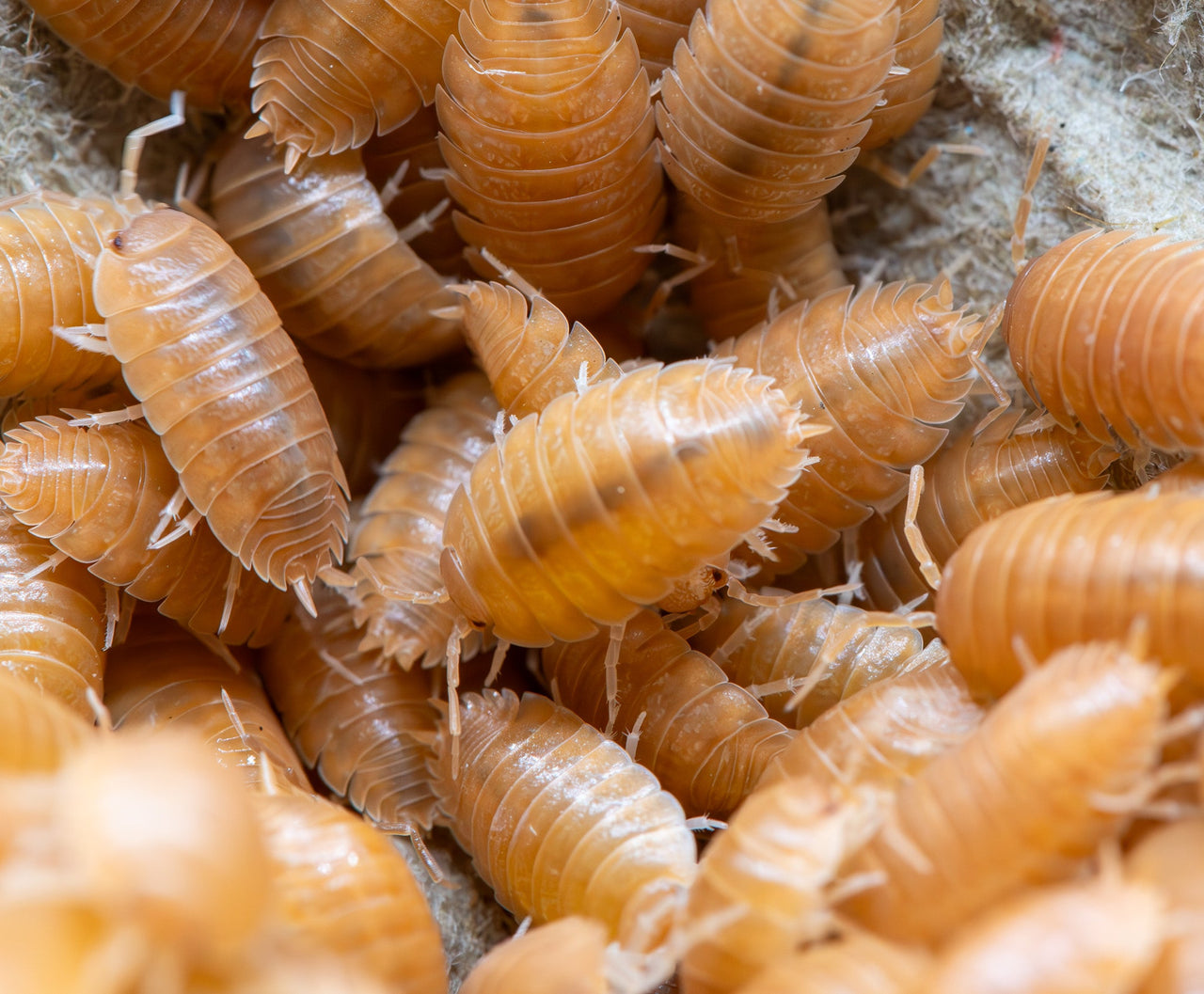 very bright orange large isopods