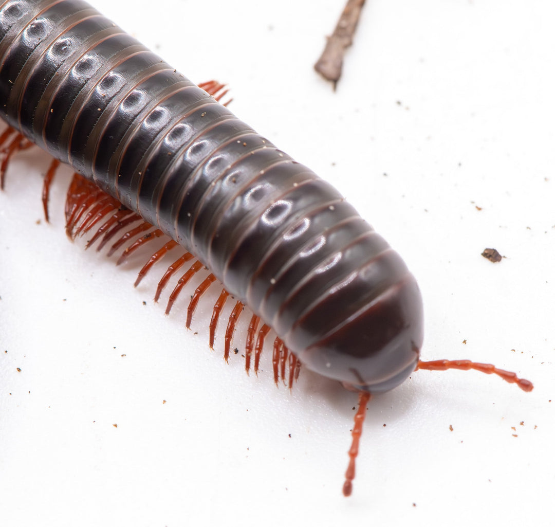 Close-up of a millipede on a white background with dark body and red legs and antennaes 