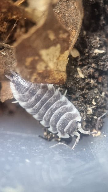 One speckled grey Titan isopod on a smooth pale surface, at the edge of dark soil and a dried brown leaf.