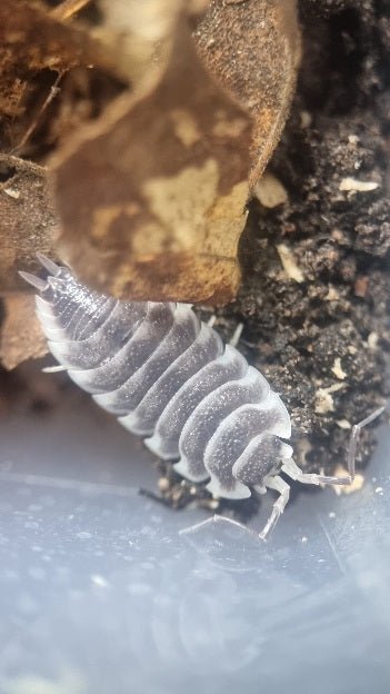 Isopod for sale