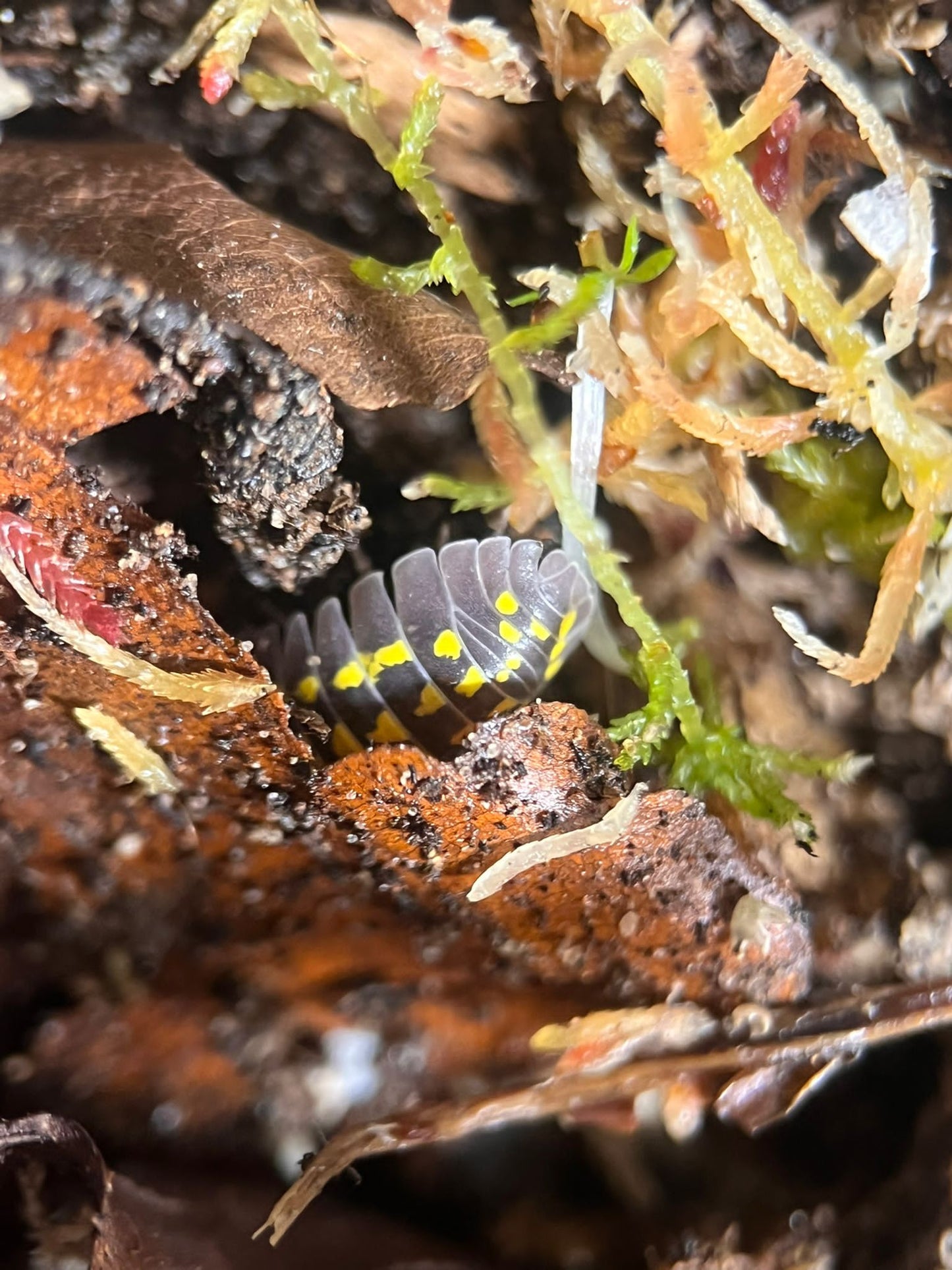 Jumbo gestroi isopods