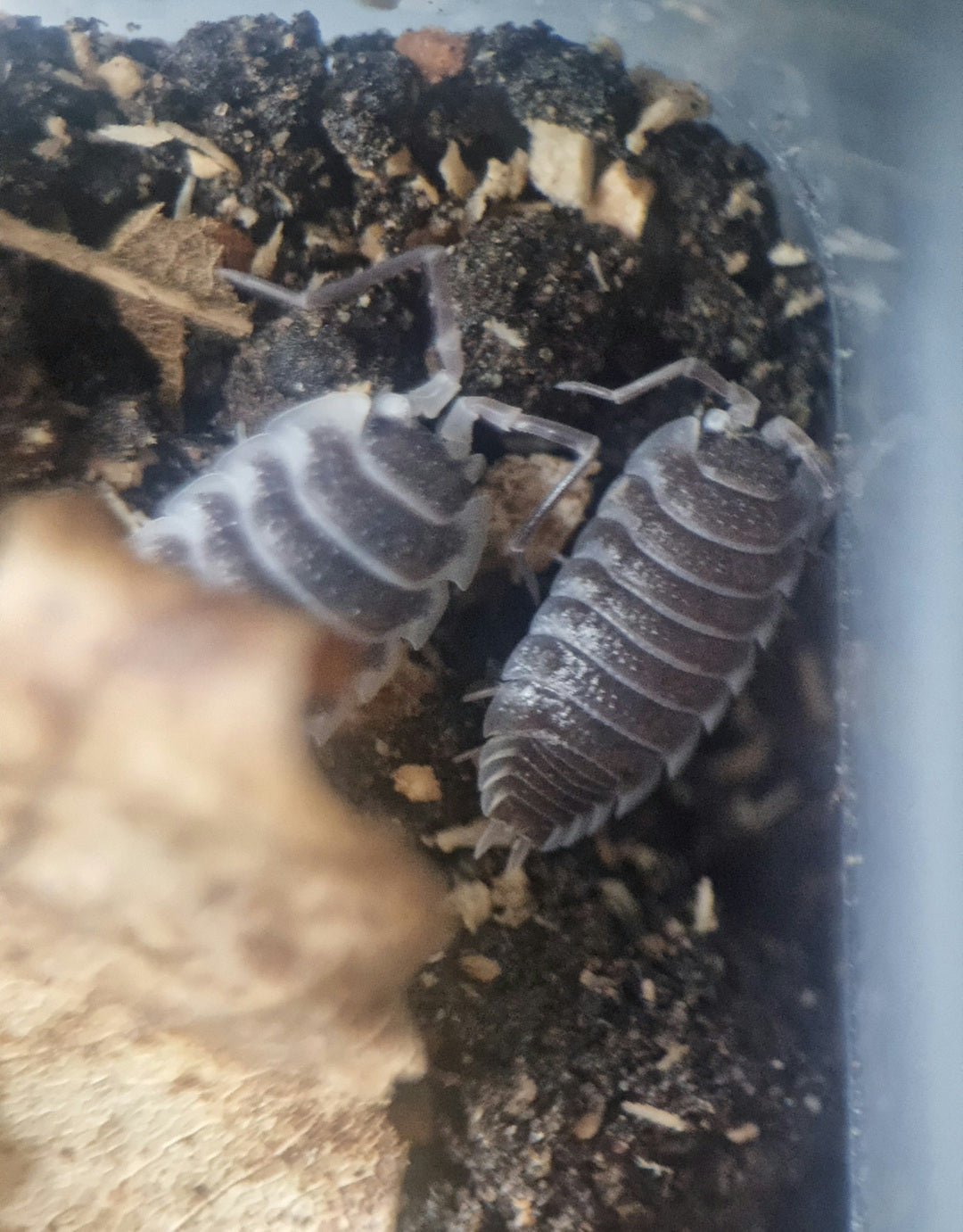 hoffmannseggii isopods