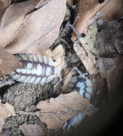 largest isopods for sale