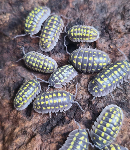 giant isopods for sale