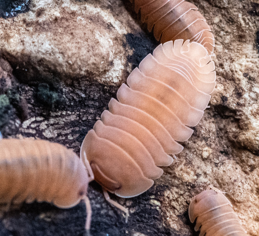 Giant Mandarin adult with two smaller isopods on limestone