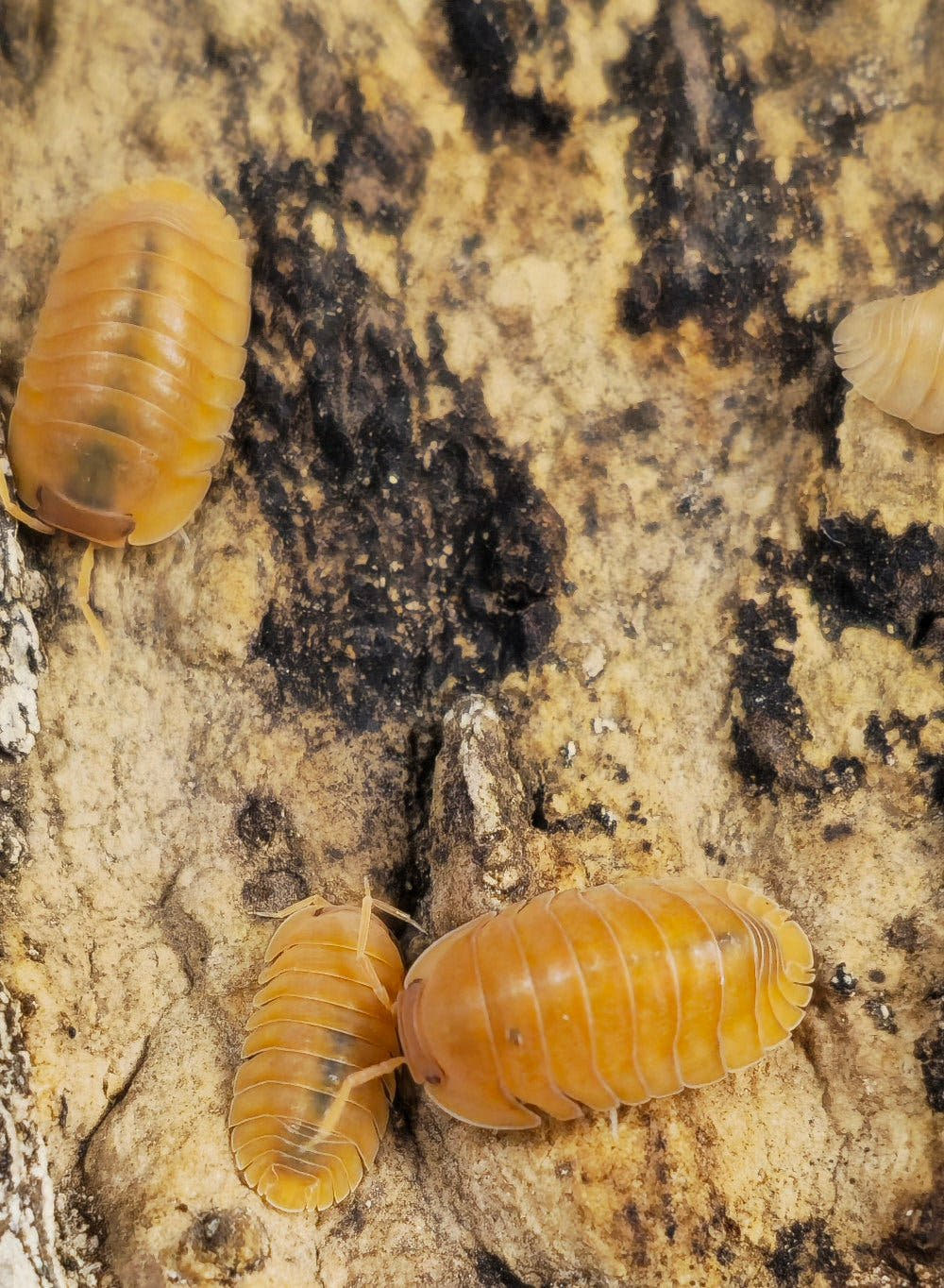 Three Giant Mandarin isopods on cream and black bark