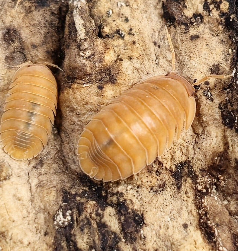 Two Giant Mandarin isopods on bark, one side on showing the white plate seams
