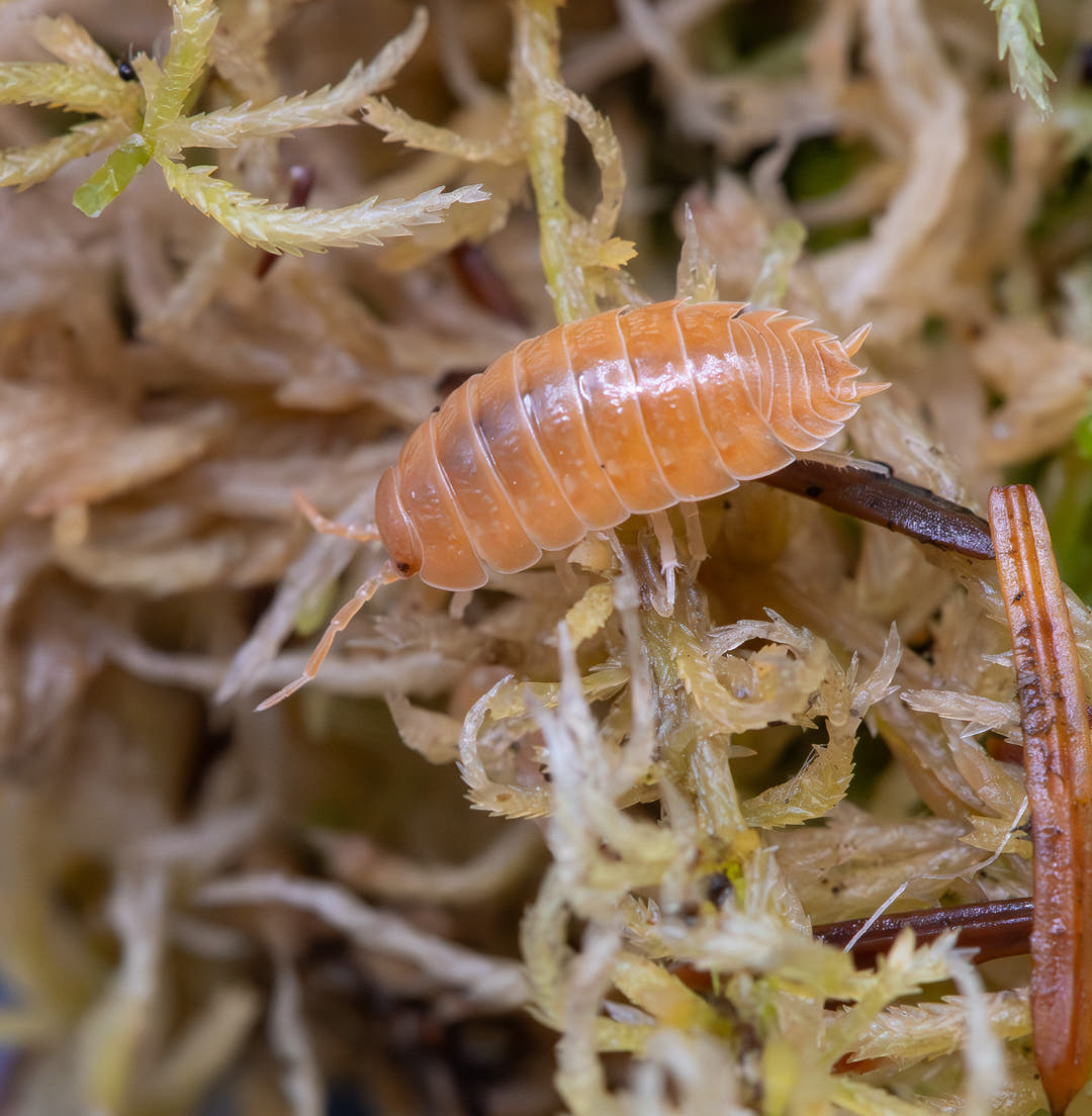 Giant Orange isopod, Porcellio laevis, in the uniform vivid orange colour morph