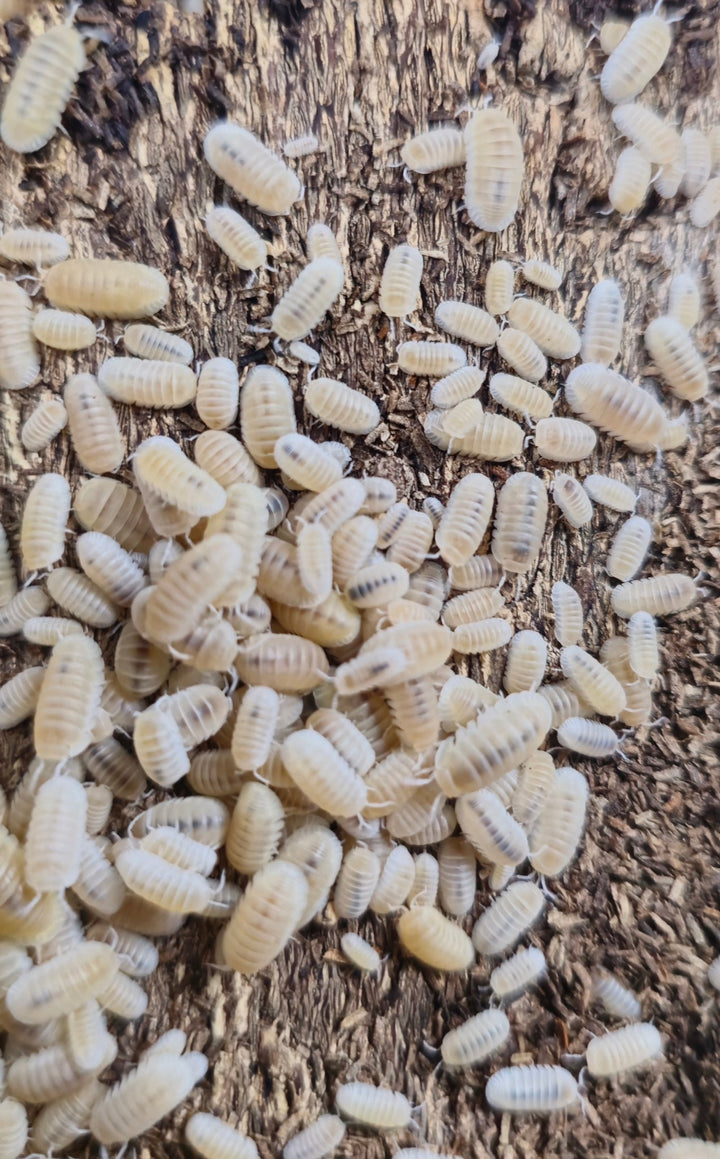 Small cream-white Murina Glacier isopods massed on bark, from pale ivory juveniles to slightly more golden adults.