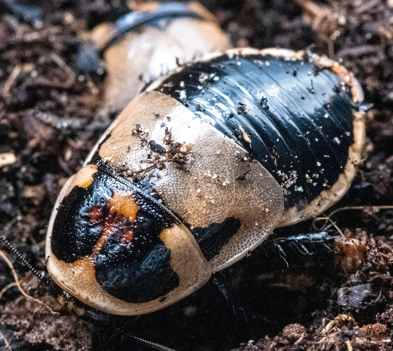 LucihormeticaSubcincta