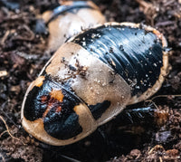 LucihormeticaSubcincta