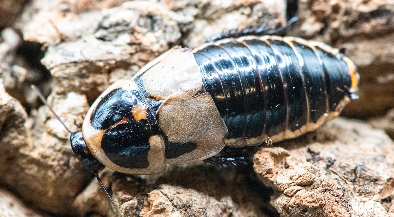 Lucihormetica Subcincta