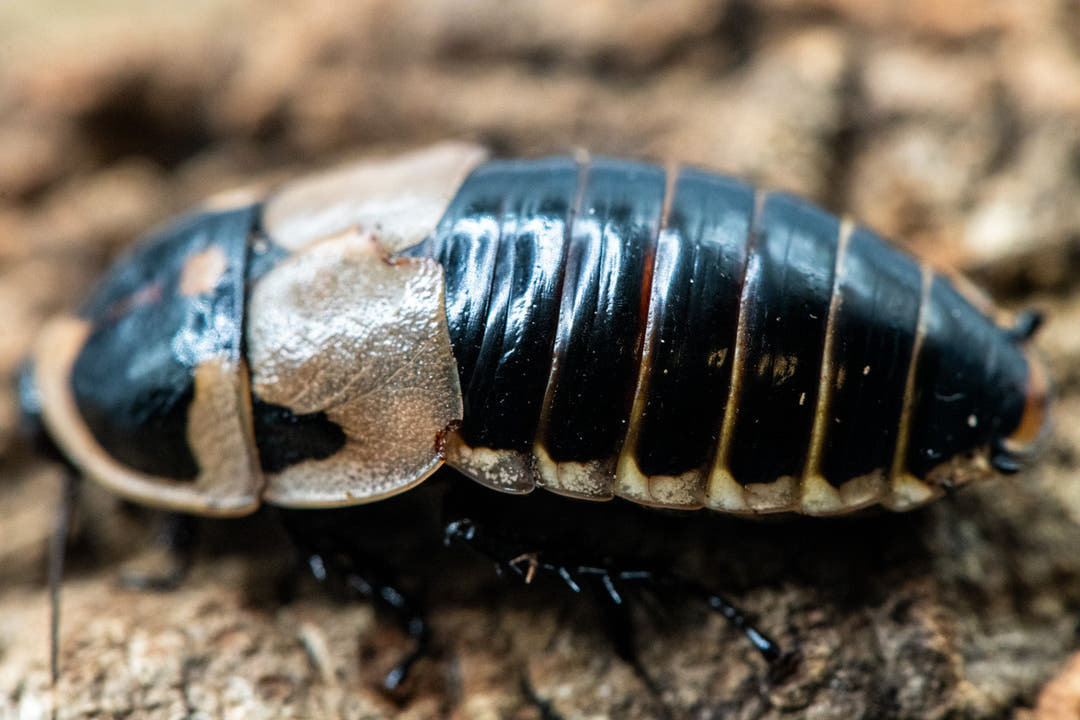Glowspot Cockroach
