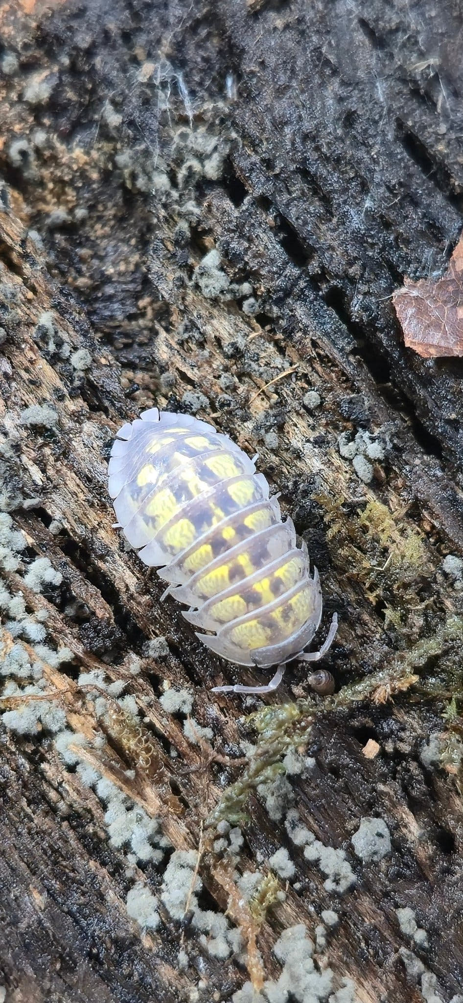 Granulatum High Yellow Isopods (Armadillidium)