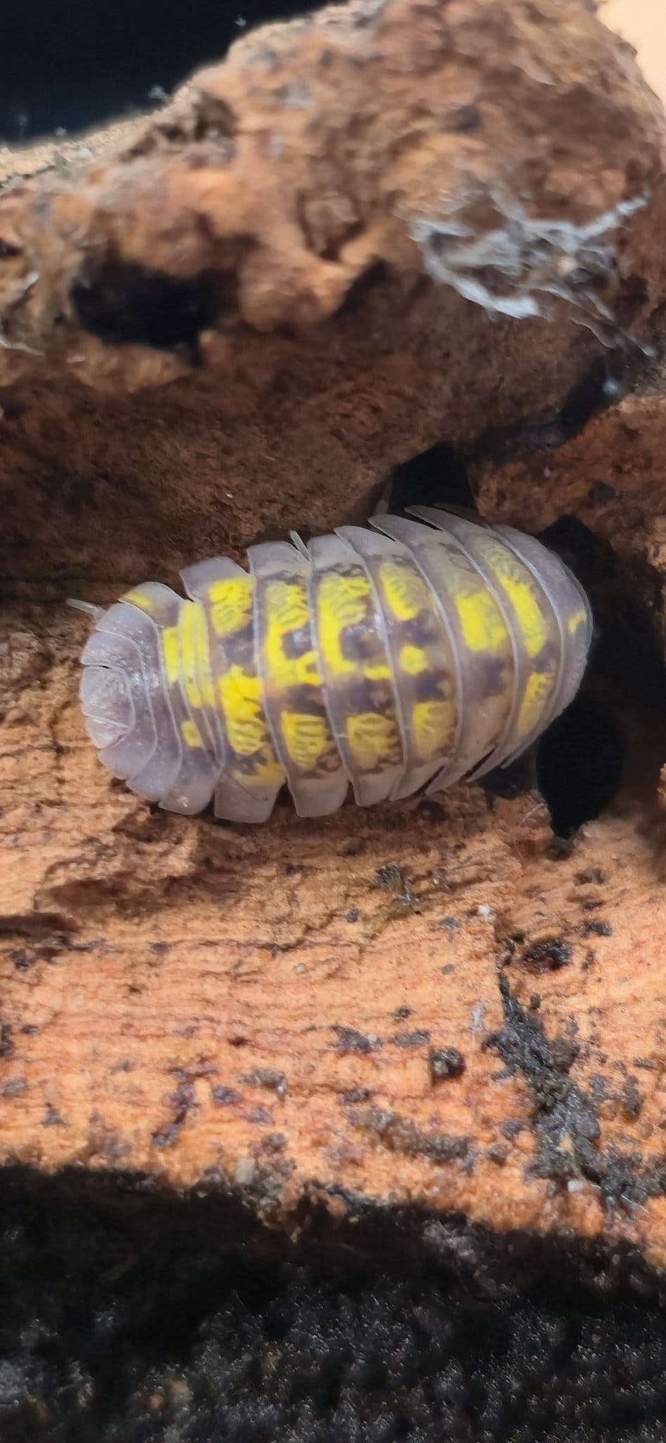 Granulatum High Yellow Isopods (Armadillidium)