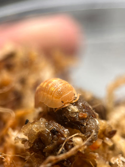 Granulatum orange isopod