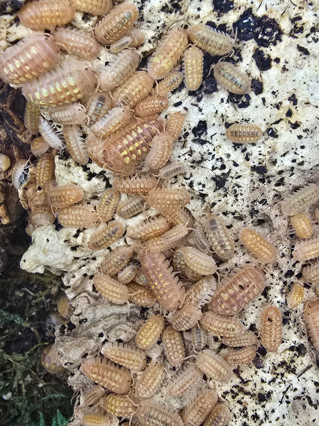 granulatum orange isopods for sale