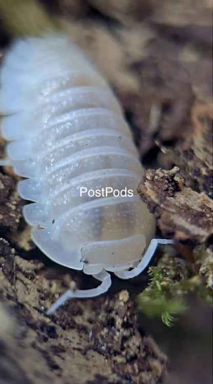 white pearl isopod