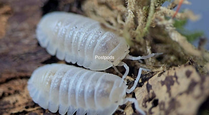 granulatum white pearl isopods