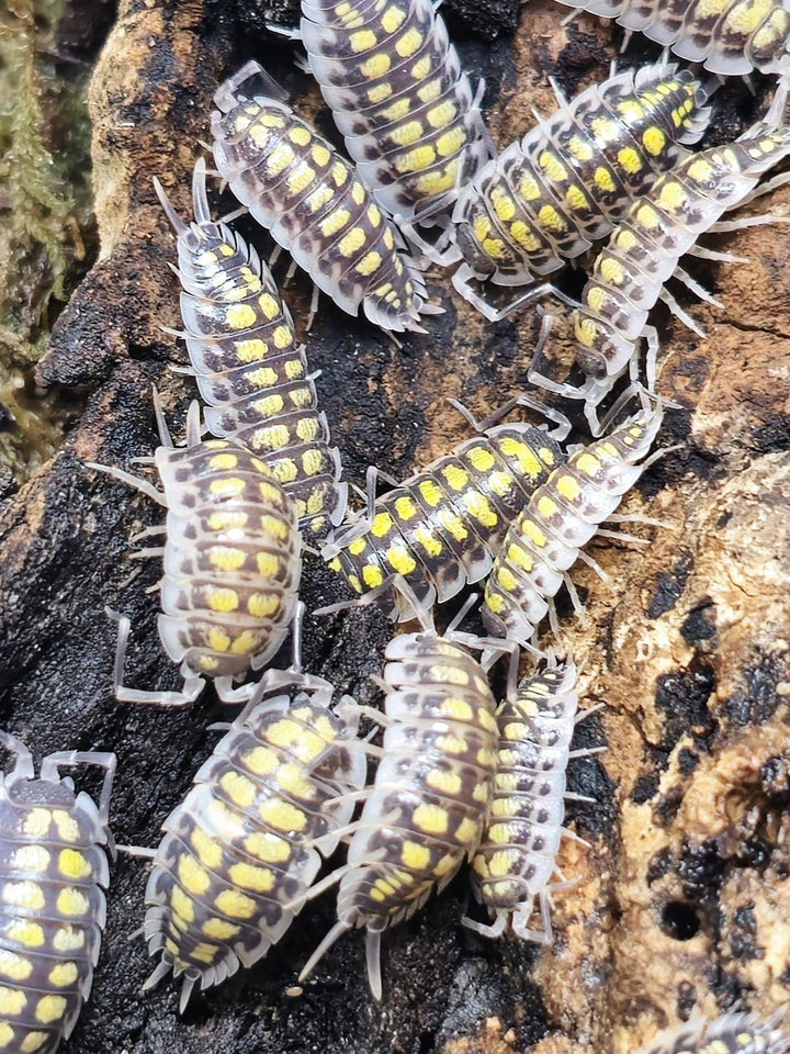Group of haasi high yellow isopods, long-legged with double rows of yellow spots
