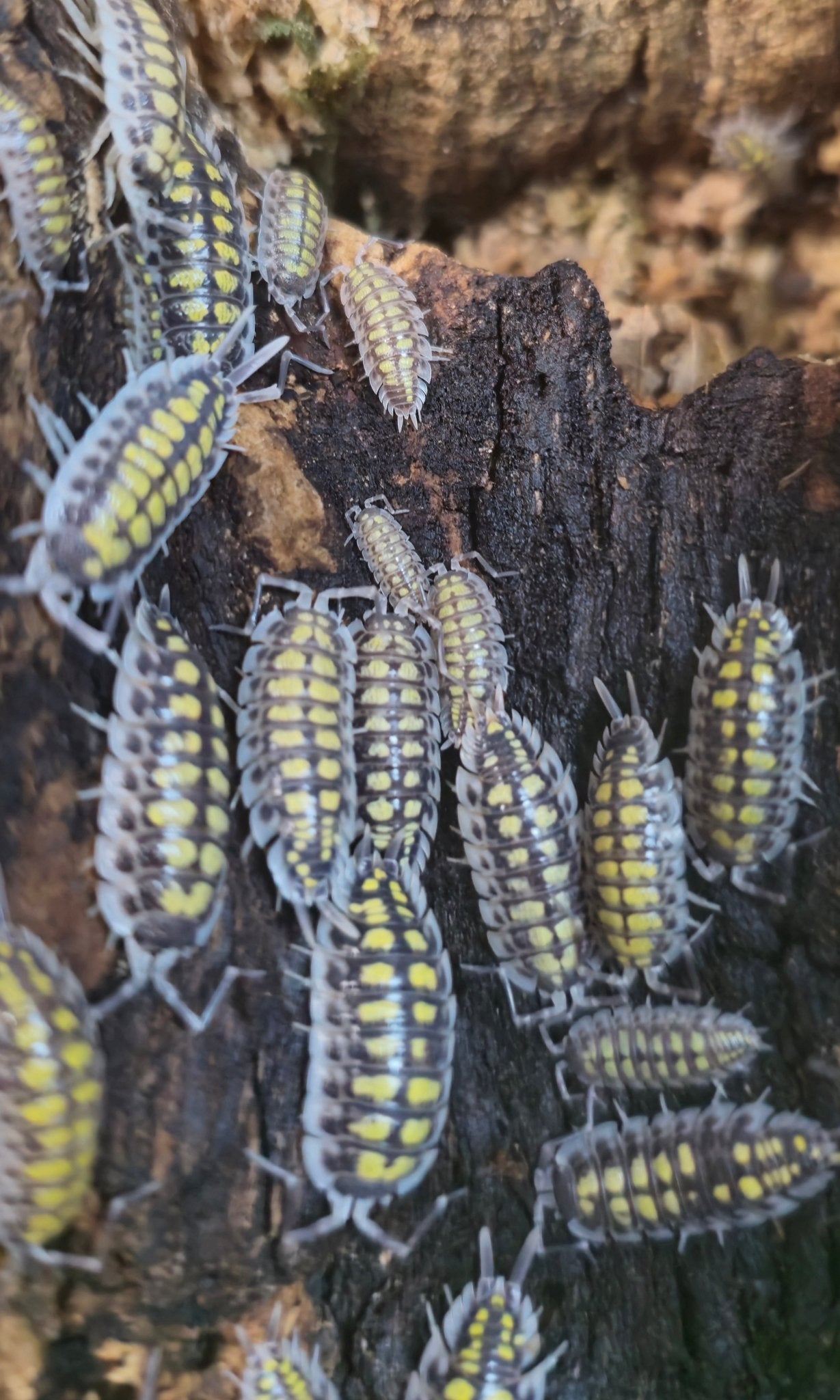 haasi high yellow isopods