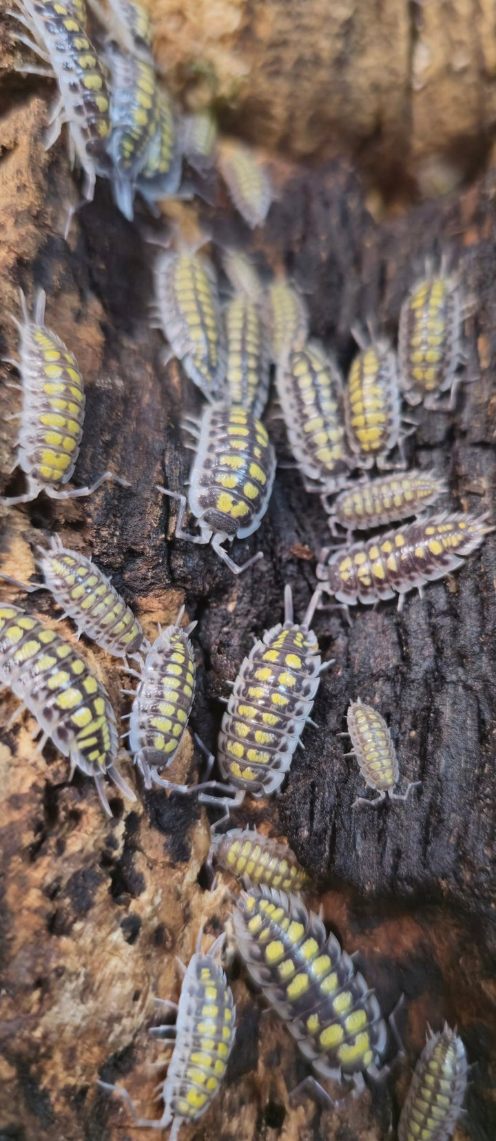 haasi isopods for sale