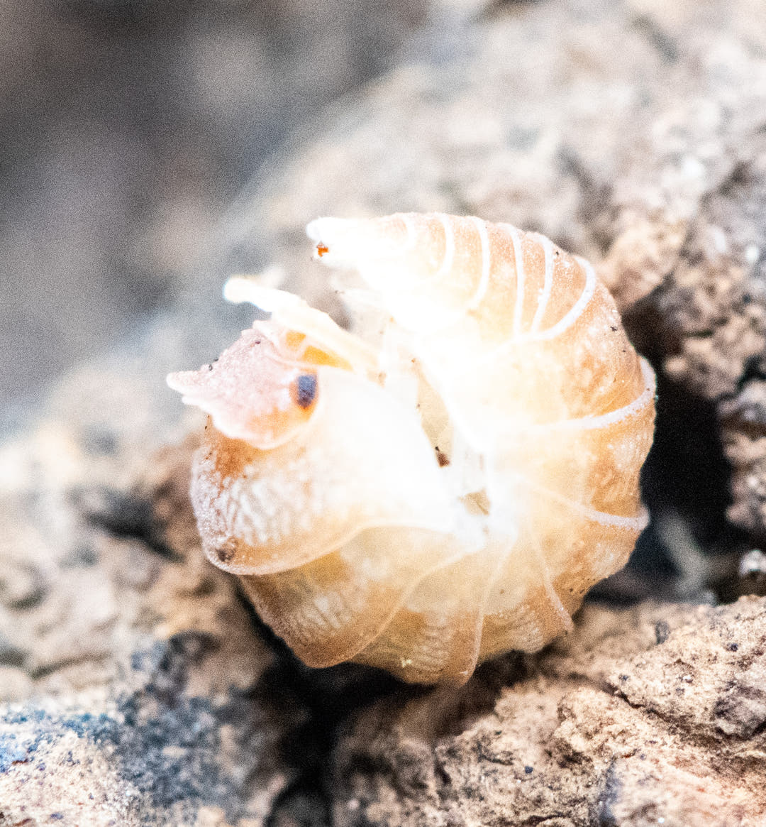 Armadillidium hauseni isopod half rolled into a ball on bark, the crested head showing