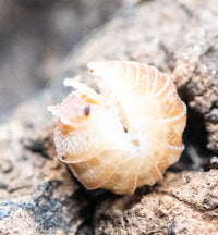 Hauseni isopod