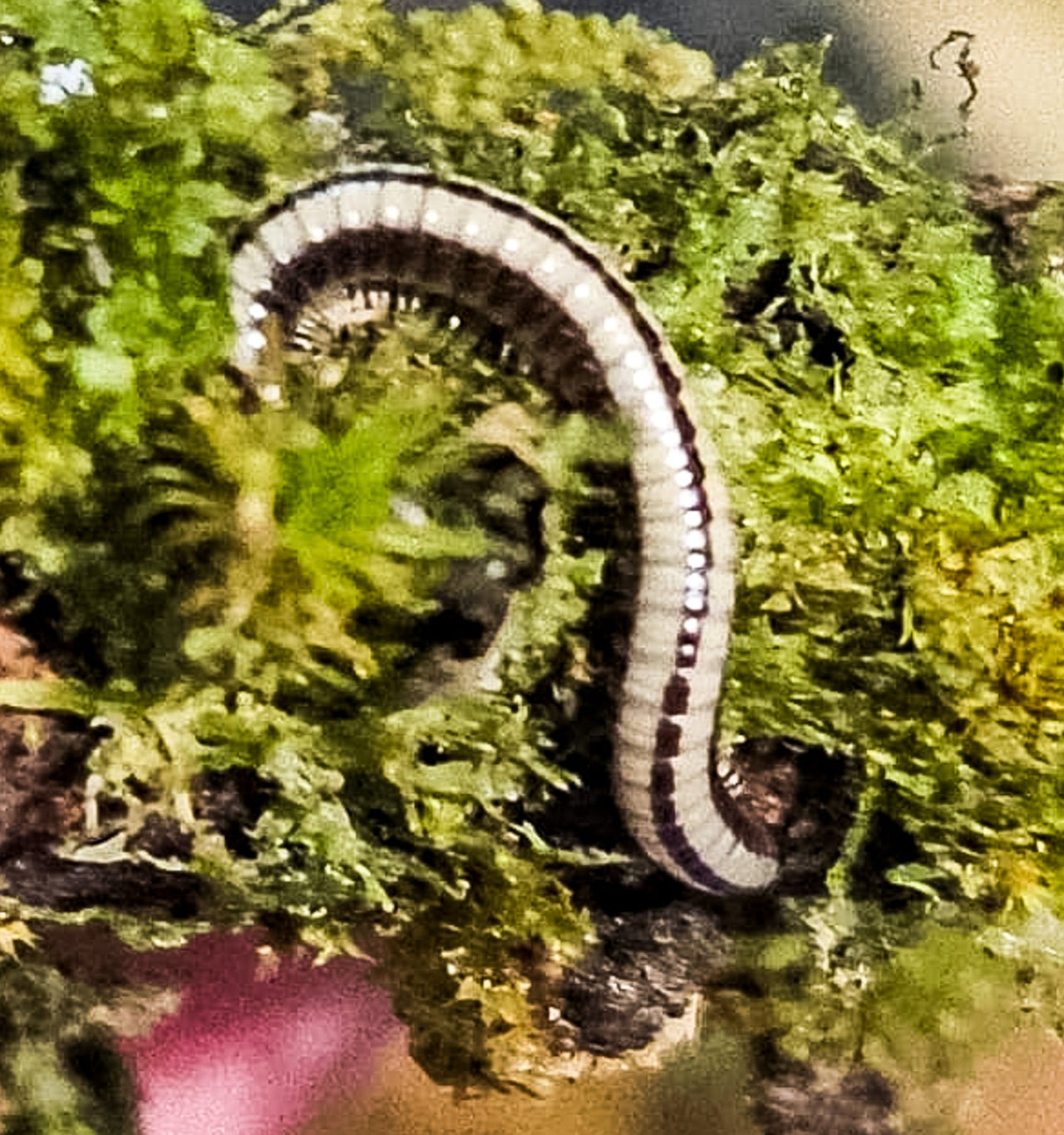 Spirobollelus millipede